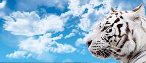 newdeal-0009-el-tigre-que-vive-en-el-maletero