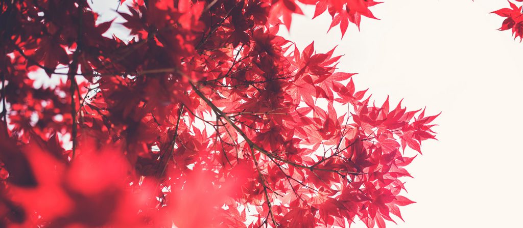 New Deal - 105 - Kaizen: la regla del minuto o el método japonés para combatir la pereza