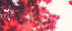 New Deal - 105 - Kaizen: la regla del minuto o el método japonés para combatir la pereza